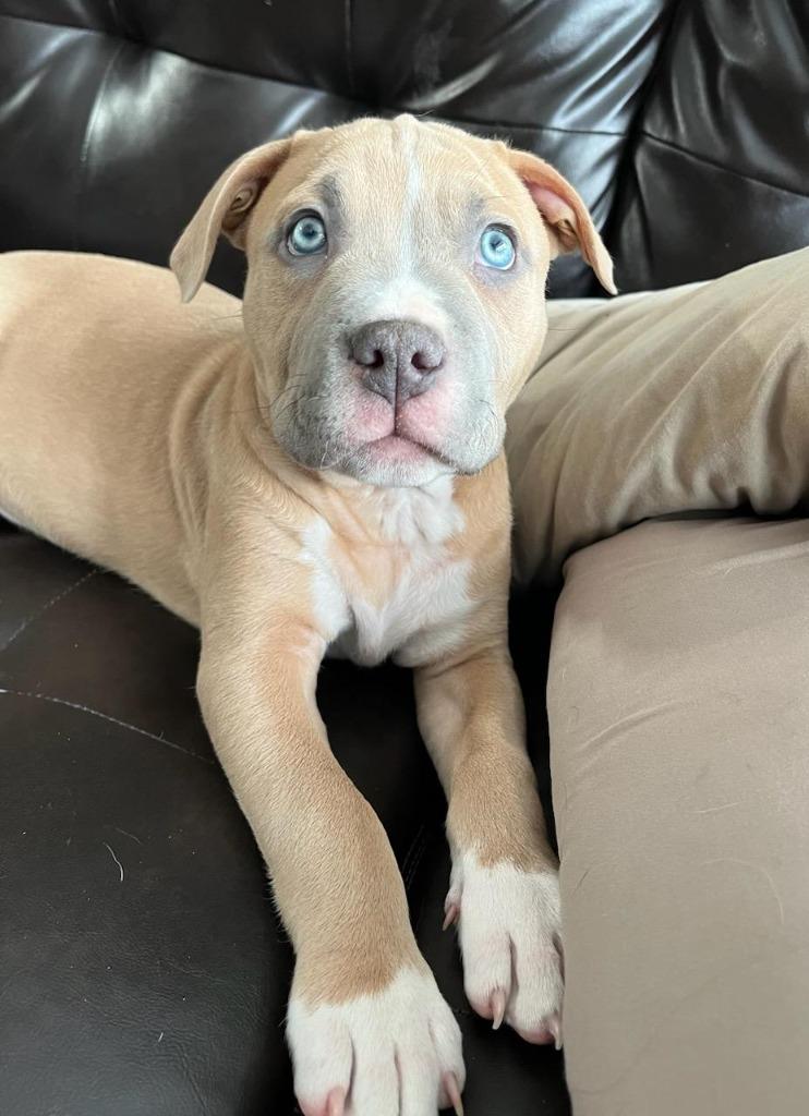 Enlarge Butter, a Adoptable mixed breed in Johnston, IA image 2/2