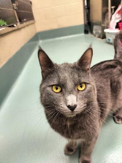 Jerry, Adoptable, Adult Male Domestic Short Hair & Domestic Short Hair.