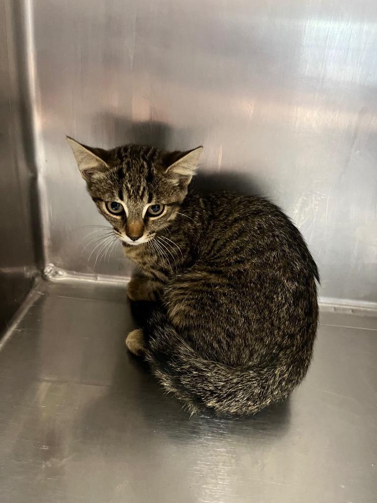 Tommy, Adoptable, Kitten Male Domestic Short Hair.