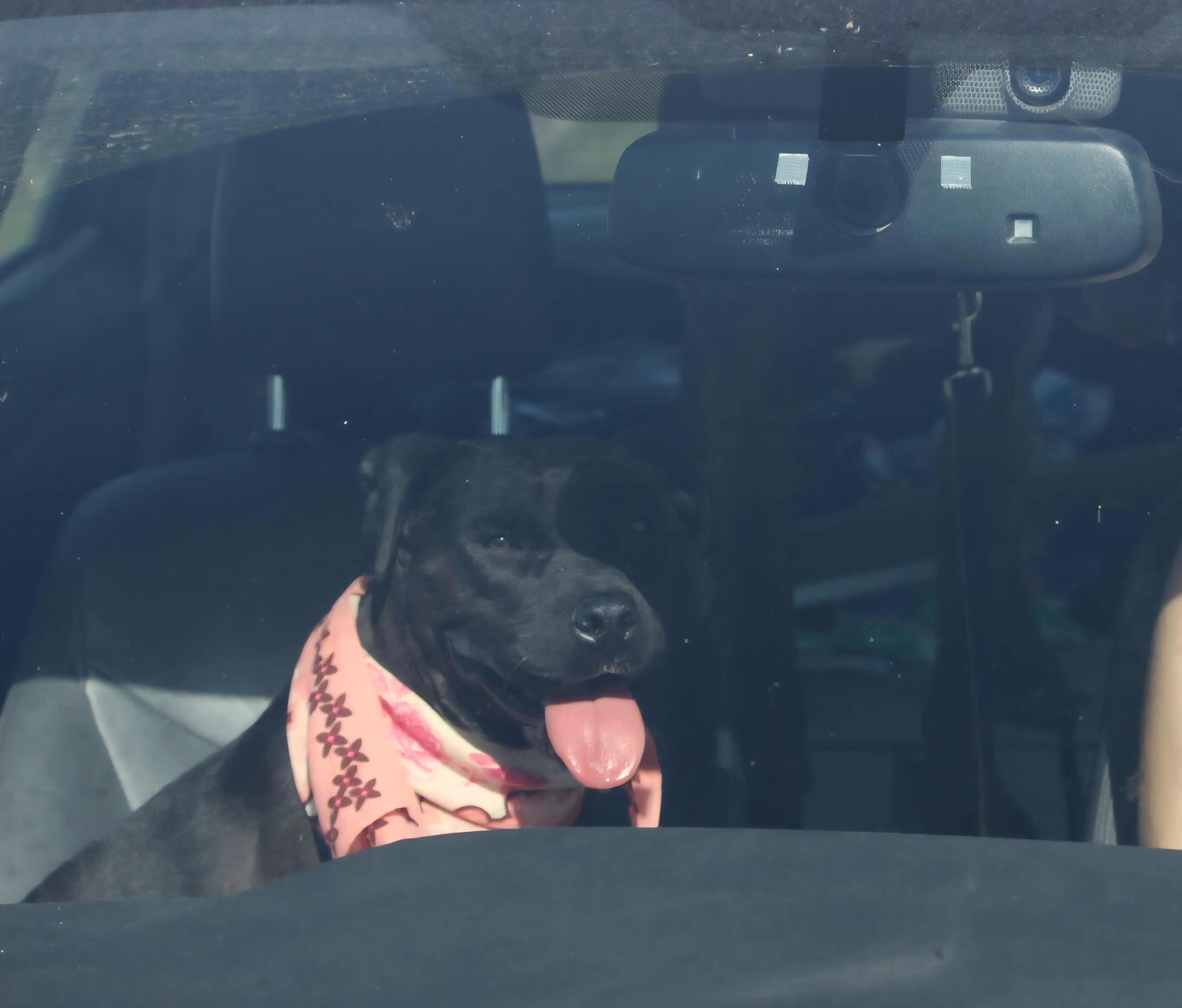 Debbie, a ADOPTABLE mixed breed in Tacoma, WA image 3/6