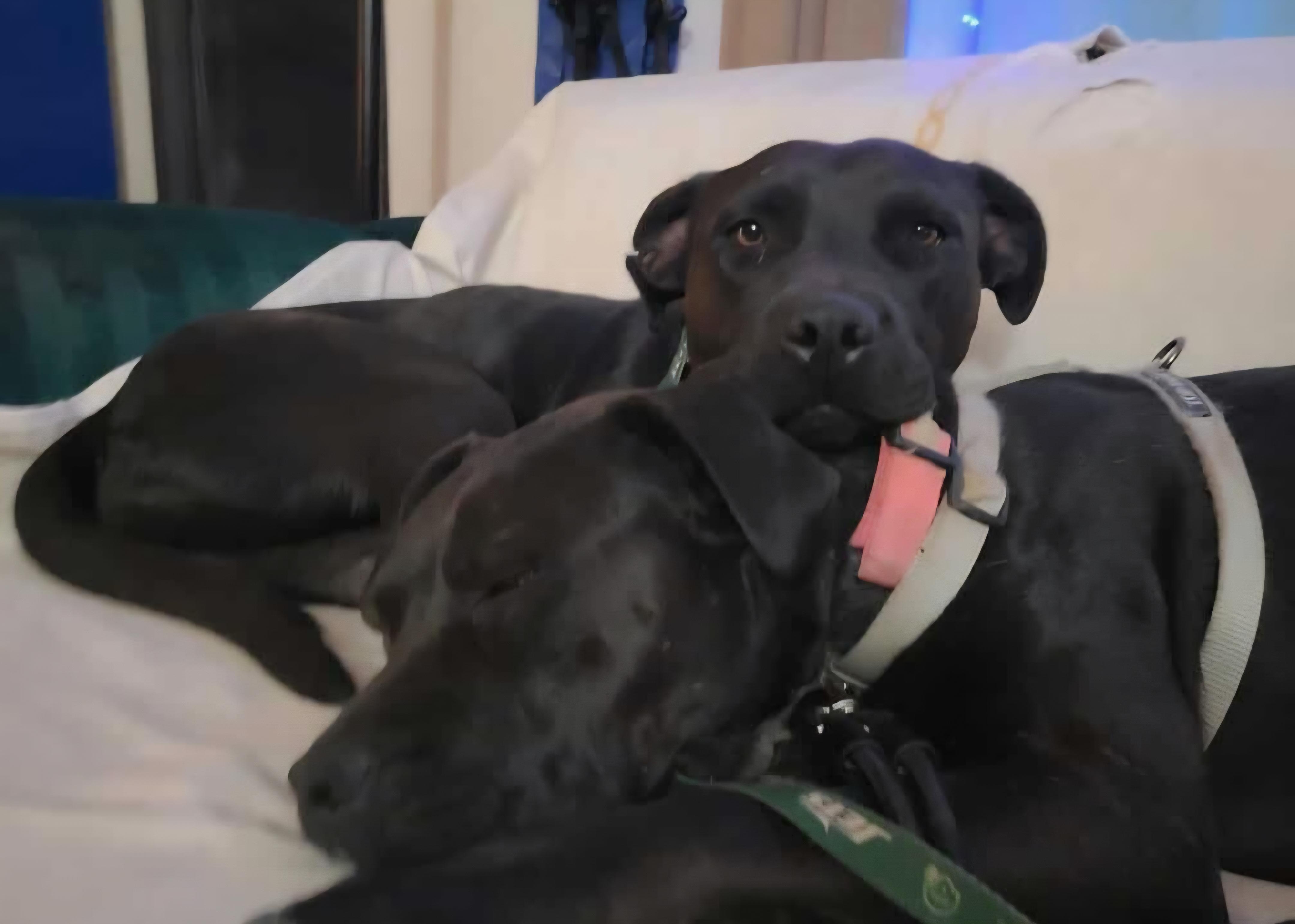 Debbie, a ADOPTABLE mixed breed in Tacoma, WA image 6/6