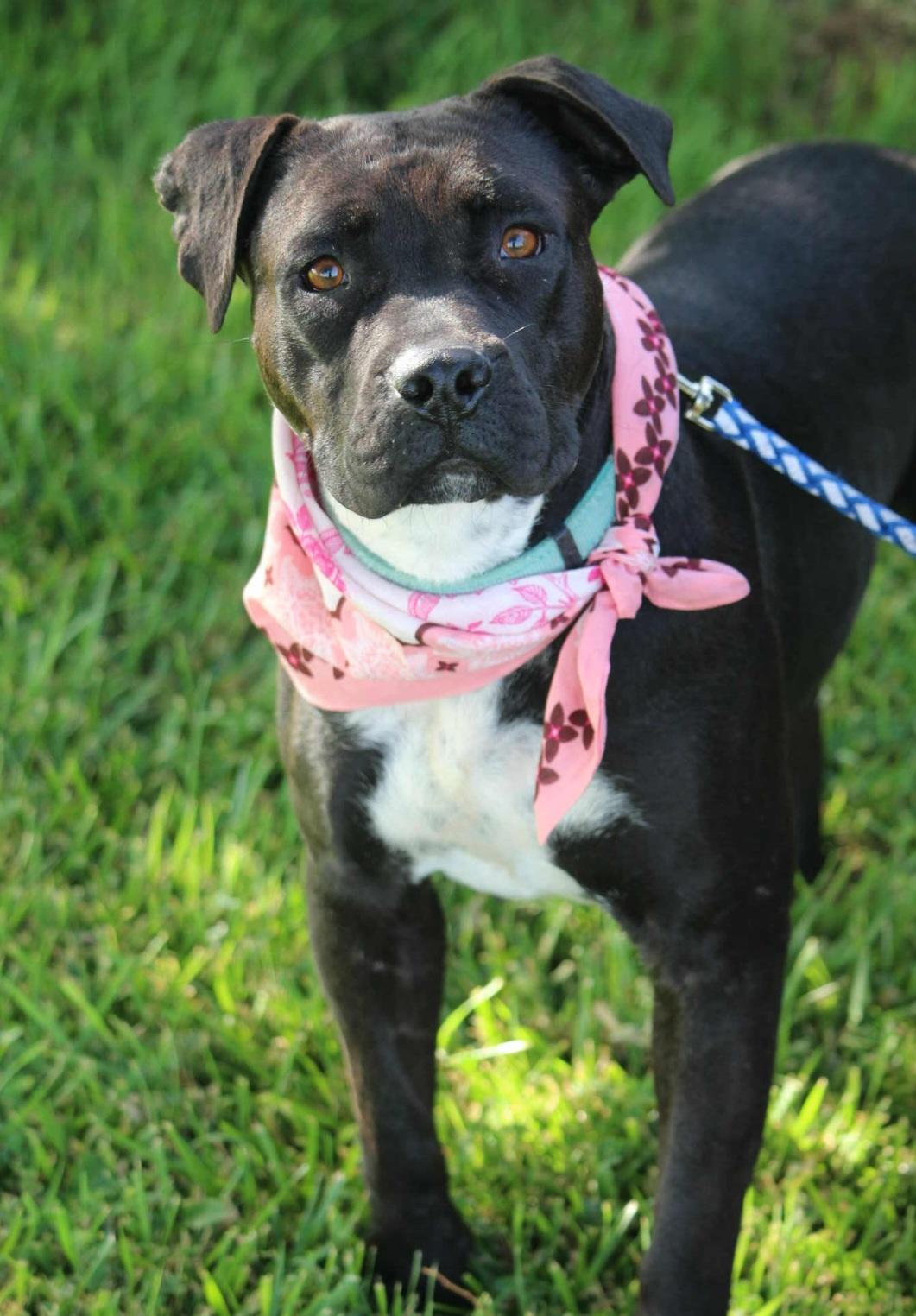 Debbie, a ADOPTABLE mixed breed in Tacoma, WA image 1/6