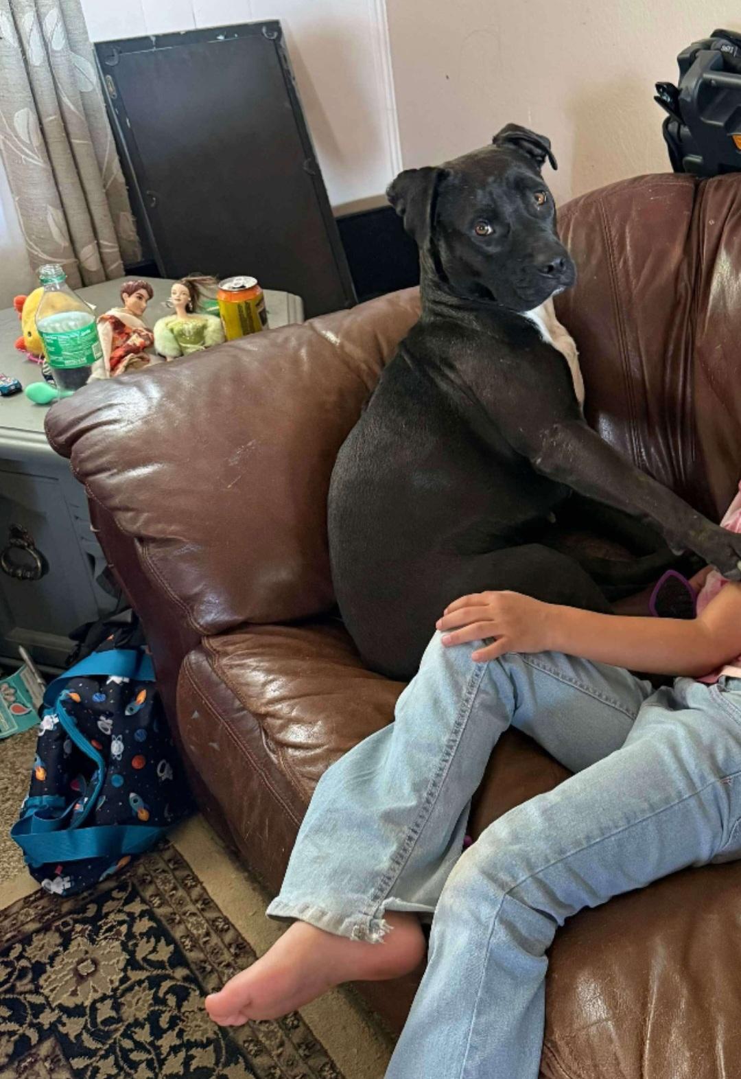 Debbie, a ADOPTABLE mixed breed in Tacoma, WA image 2/6