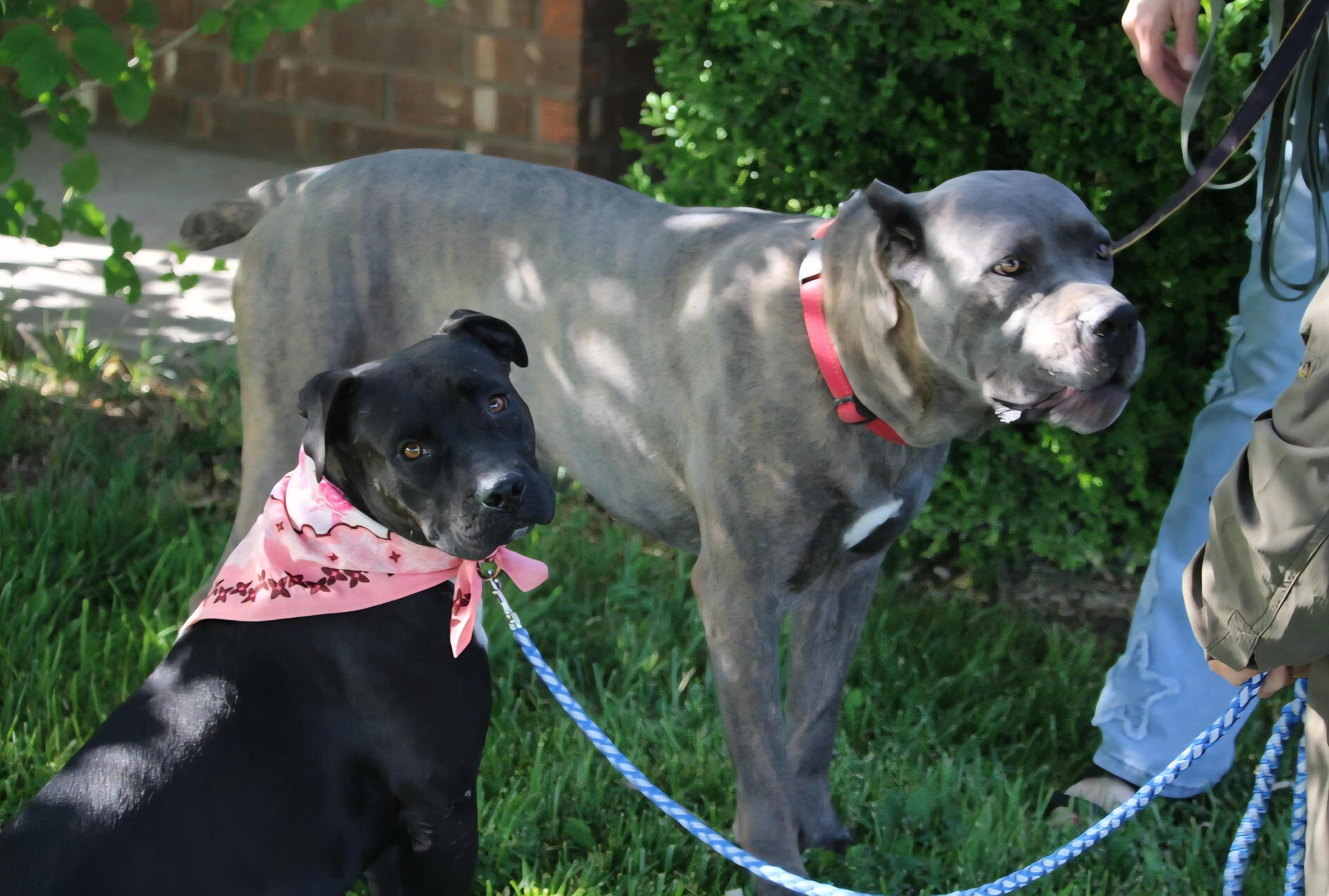Debbie, a ADOPTABLE mixed breed in Tacoma, WA image 4/6
