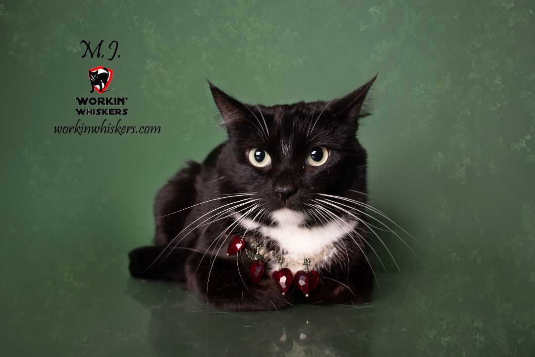 MJ, a Adoptable mixed breed in HEMET, CA image 1/6