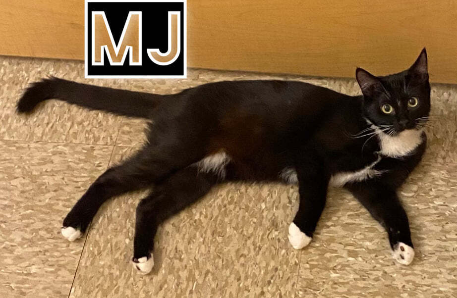 MJ, a Adoptable mixed breed in HEMET, CA image 2/6