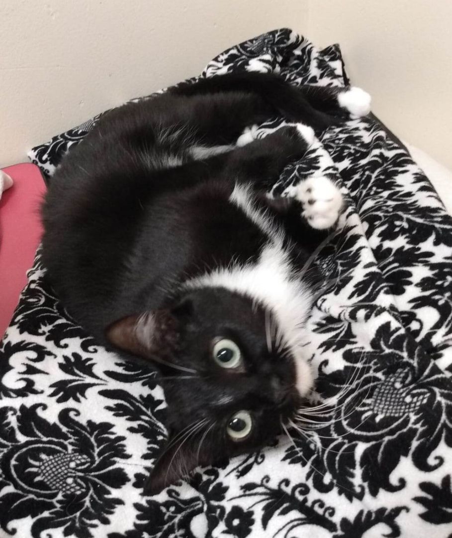 MJ, a Adoptable mixed breed in HEMET, CA image 3/6