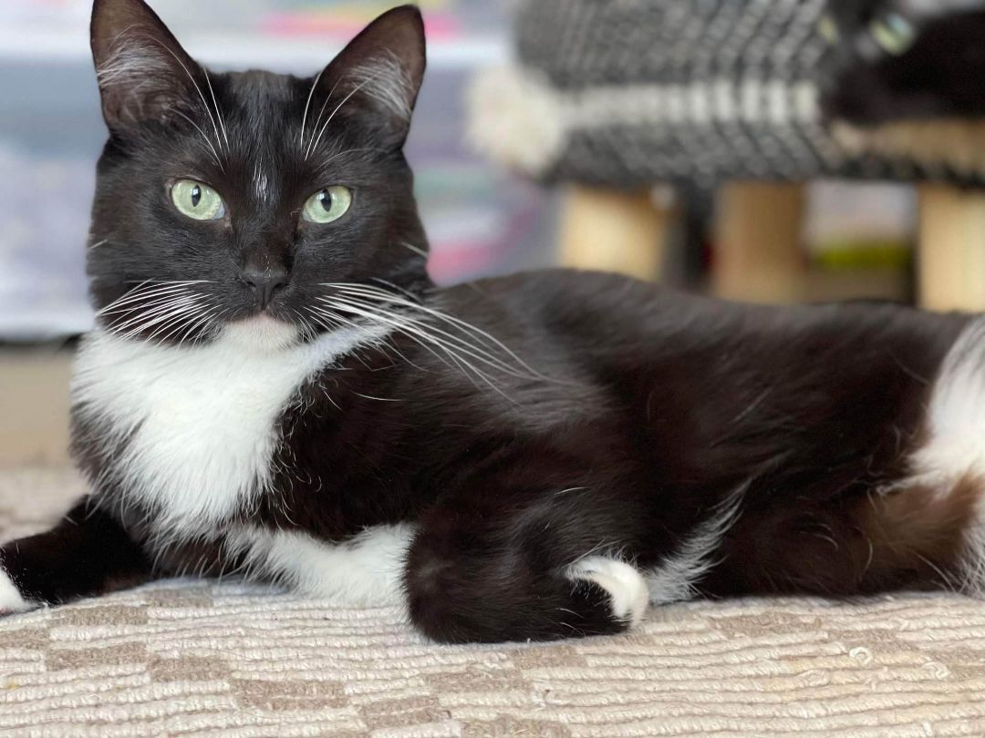 MJ, a Adoptable mixed breed in HEMET, CA image 4/6