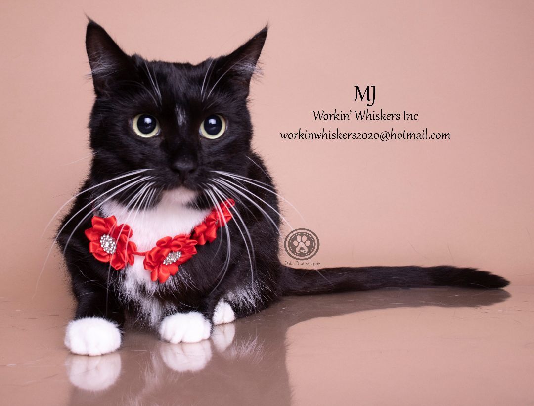 MJ, a Adoptable mixed breed in HEMET, CA image 5/6