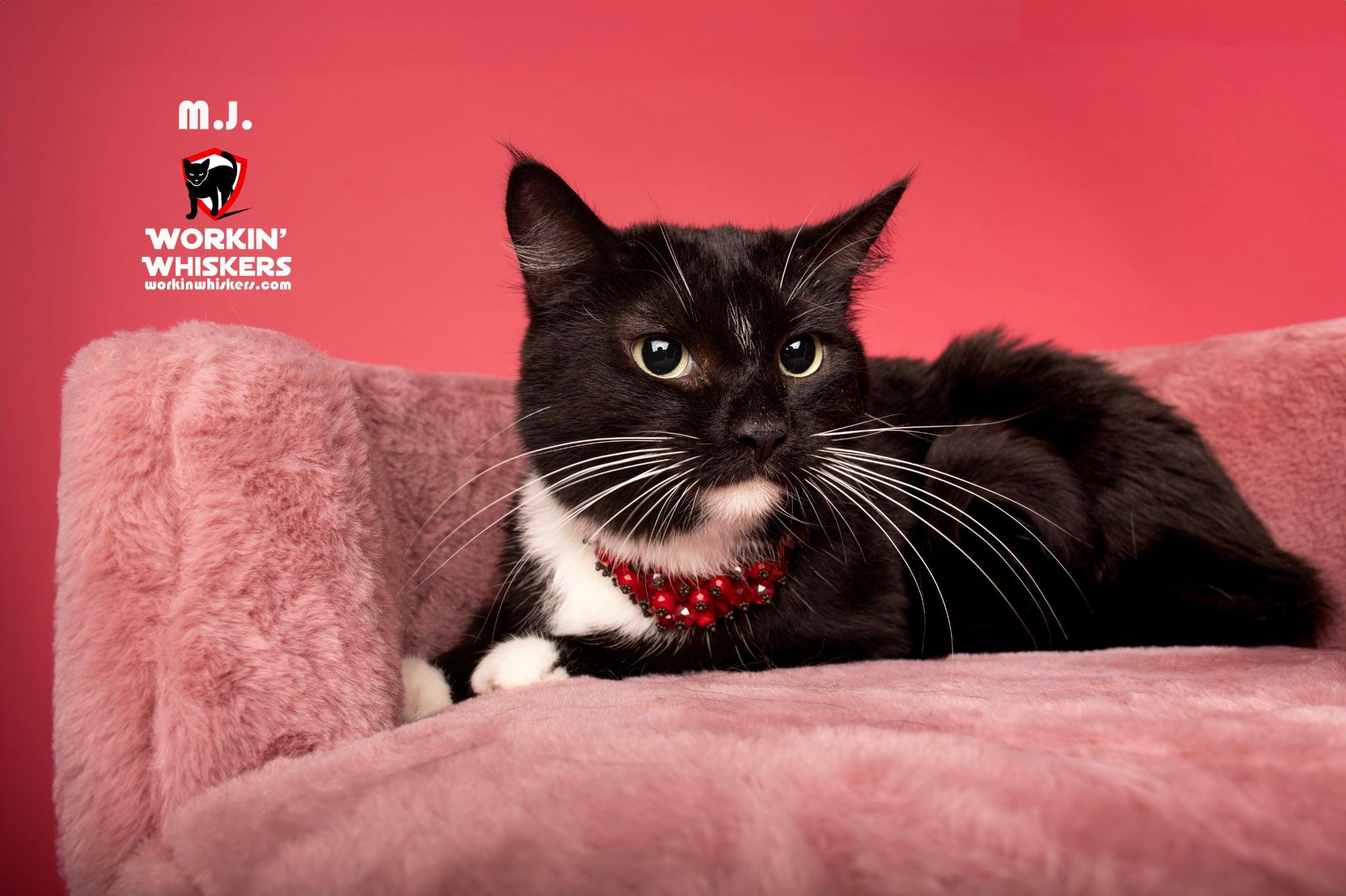 MJ, Adoptable, Young Female Tuxedo & Domestic Short Hair.