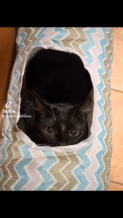 Enlarge MJ, a Adoptable mixed breed in HEMET, CA video 6/6