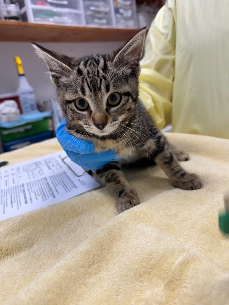 Talia, Adoptable, Kitten Female Domestic Short Hair.