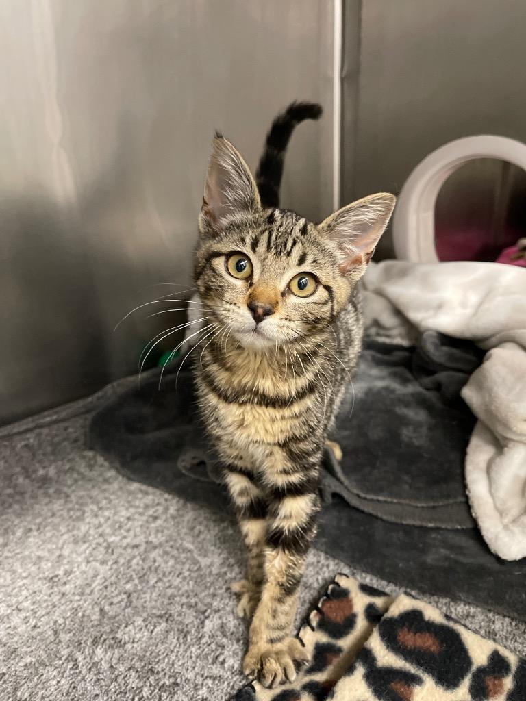 Talia, Adoptable, Kitten Female Domestic Short Hair.