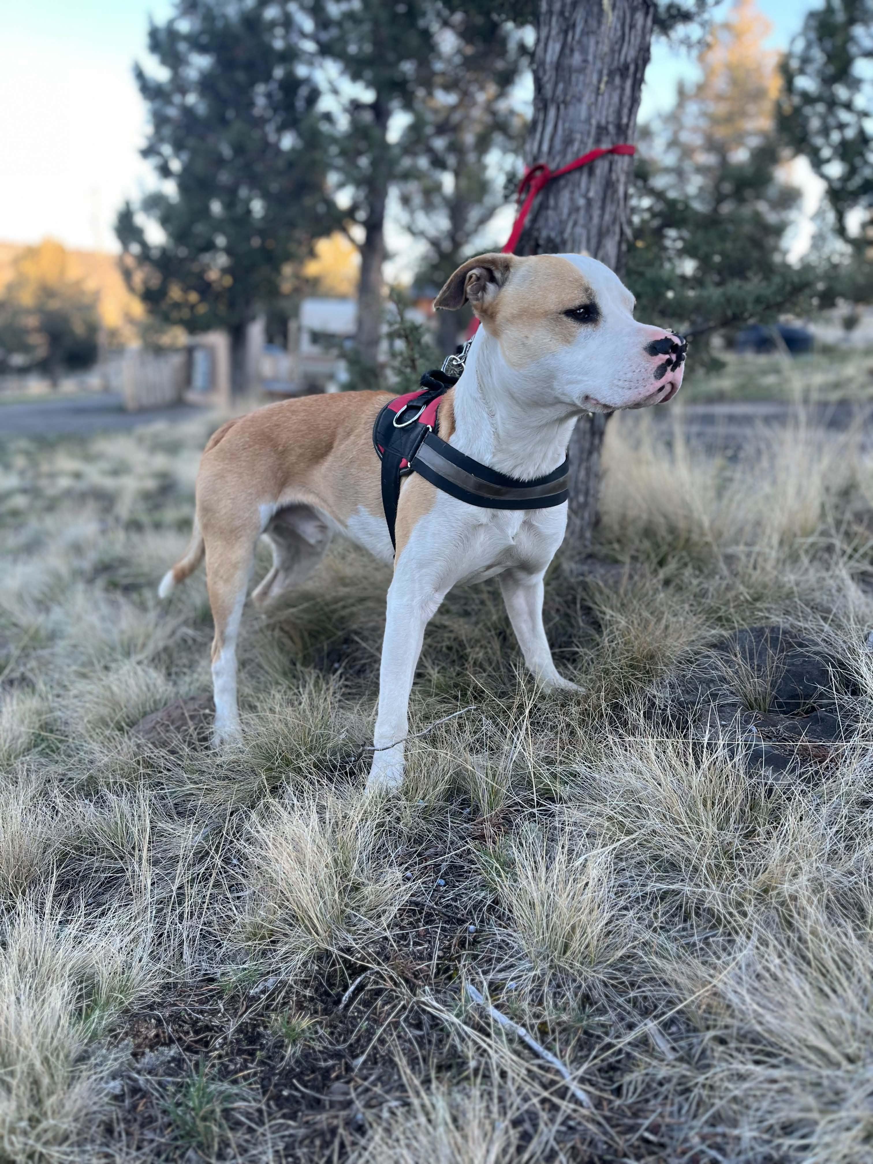 Courtesy listing -Biscuit, a ADOPTABLE mixed breed in Bend, OR image 1/6