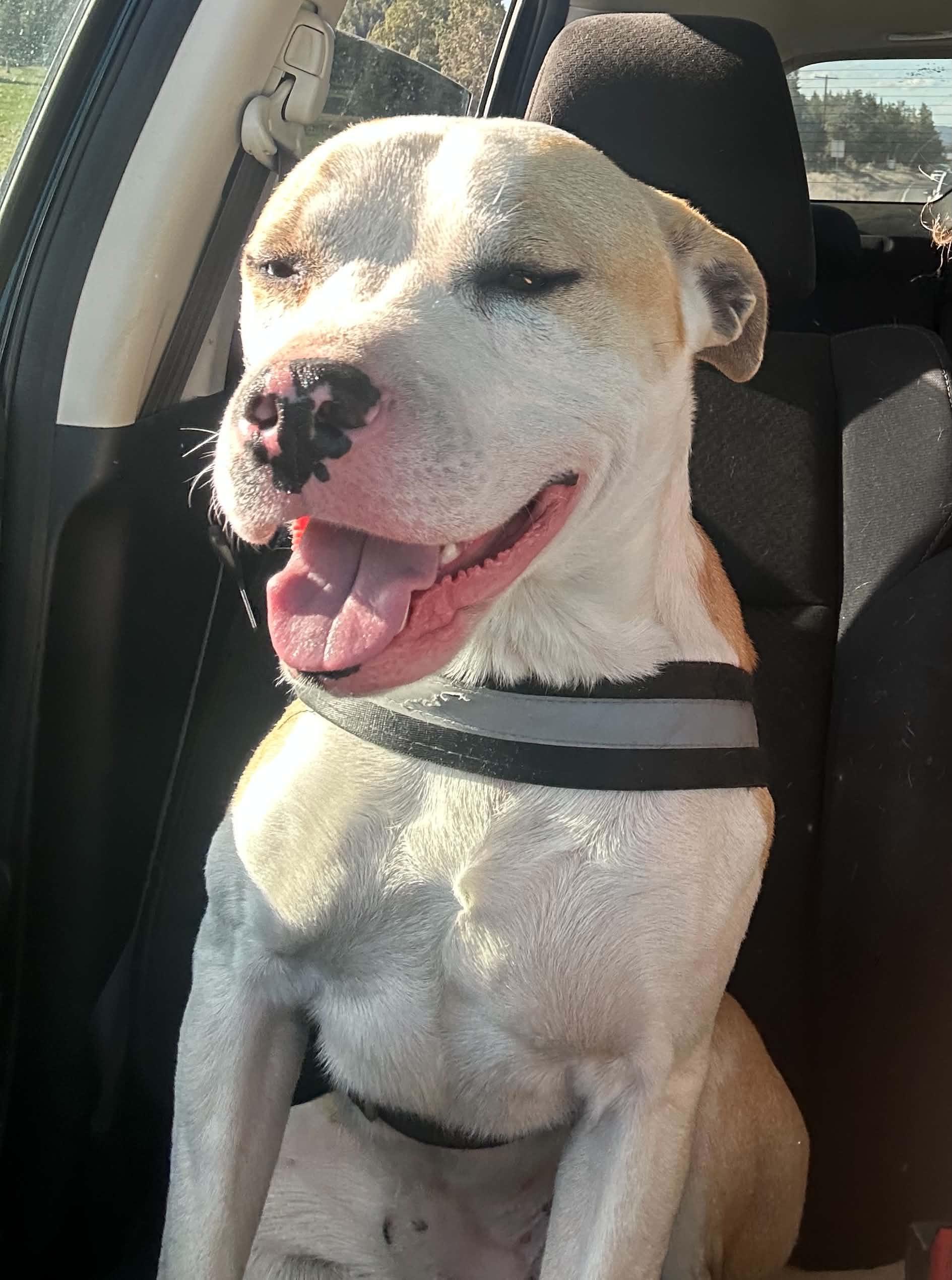 Courtesy listing -Biscuit, a ADOPTABLE mixed breed in Bend, OR image 3/6
