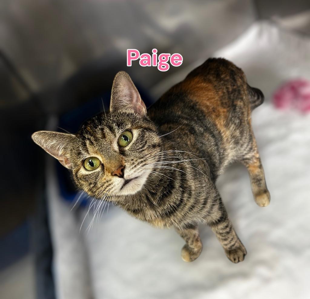 Enlarge Paige, a Adoptable mixed breed in Jim Thorpe, PA image 1/3