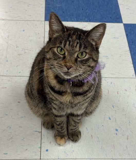 Enlarge Paige, a Adoptable mixed breed in Jim Thorpe, PA image 2/3