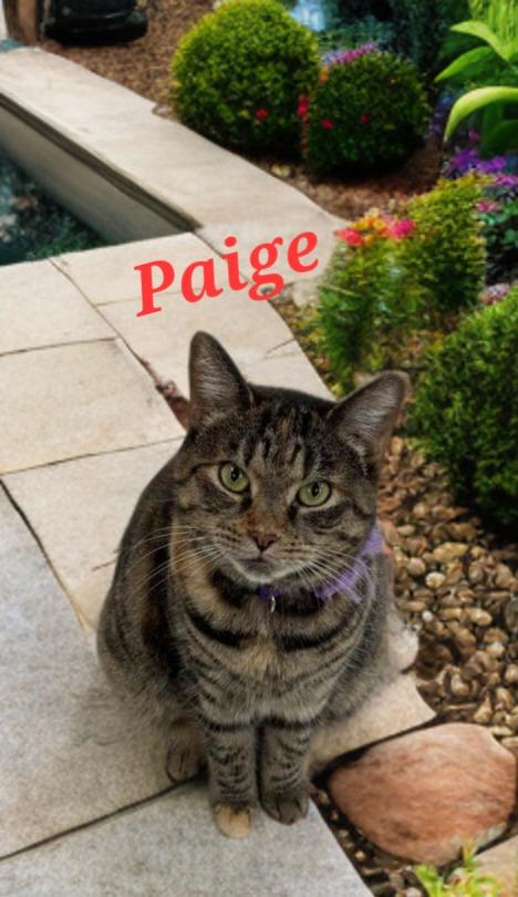 Enlarge Paige, a Adoptable mixed breed in Jim Thorpe, PA image 3/3