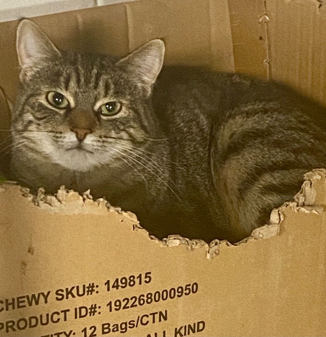 Priyanka, Adoptable, Adult Female American Shorthair.