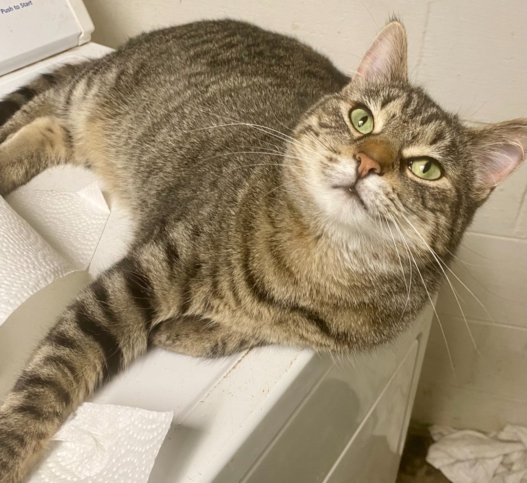 Priyanka, Adoptable, Adult Female American Shorthair.