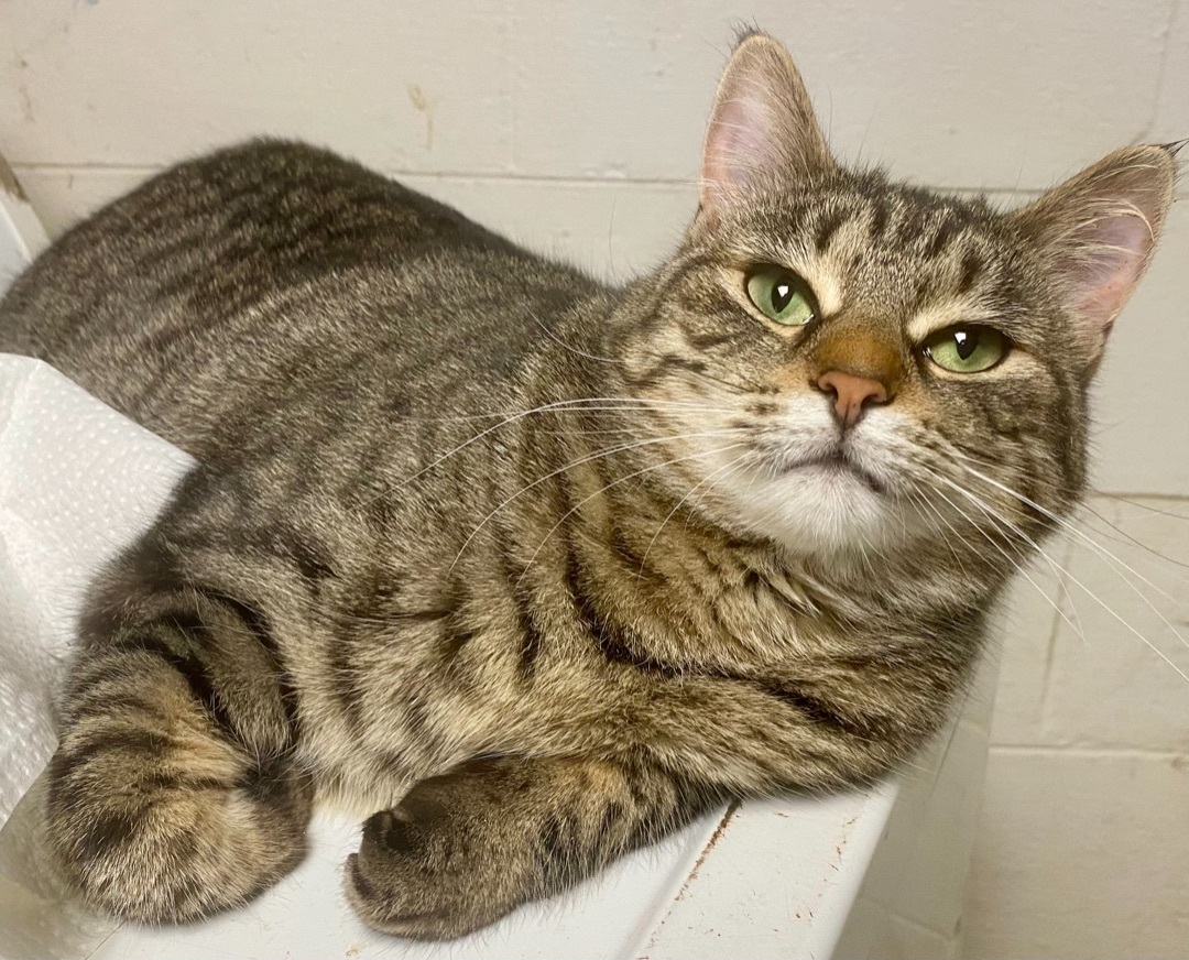 Enlarge Priyanka, a Adoptable mixed breed in St. Clair Shores, MI image 3/6