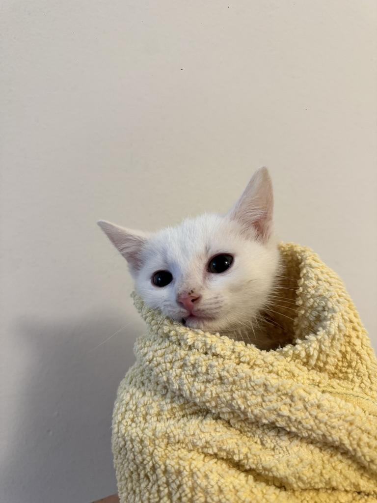 Enlarge Fiona, a Adoptable Domestic Short Hair in Stockbridge, GA image 2/4