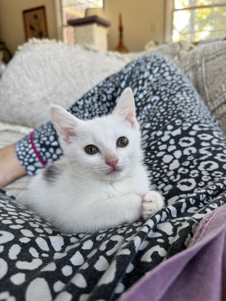 Fiona, Adoptable, Kitten Female Domestic Short Hair.