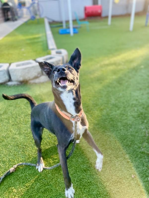 Koda, a Adoptable mixed breed in Salt Lake City, UT image 1/6