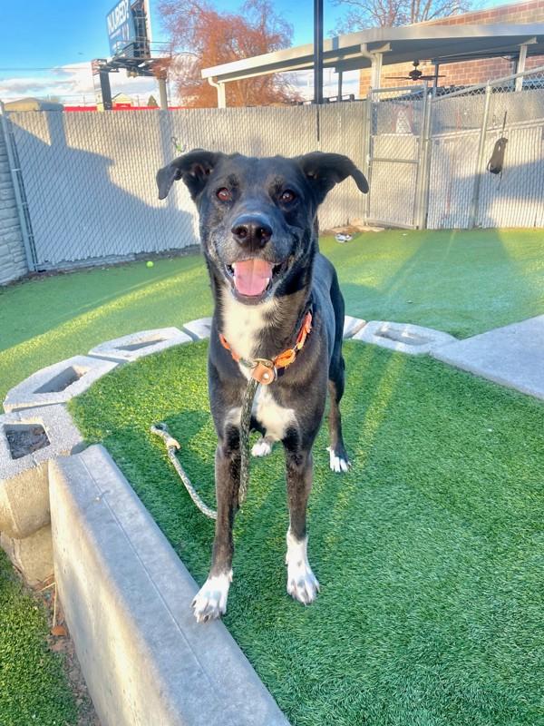 Koda, a Adoptable mixed breed in Salt Lake City, UT image 2/6