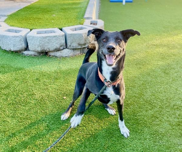 Koda, a Adoptable mixed breed in Salt Lake City, UT image 3/6