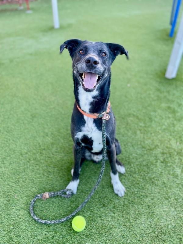 Koda, a Adoptable mixed breed in Salt Lake City, UT image 4/6