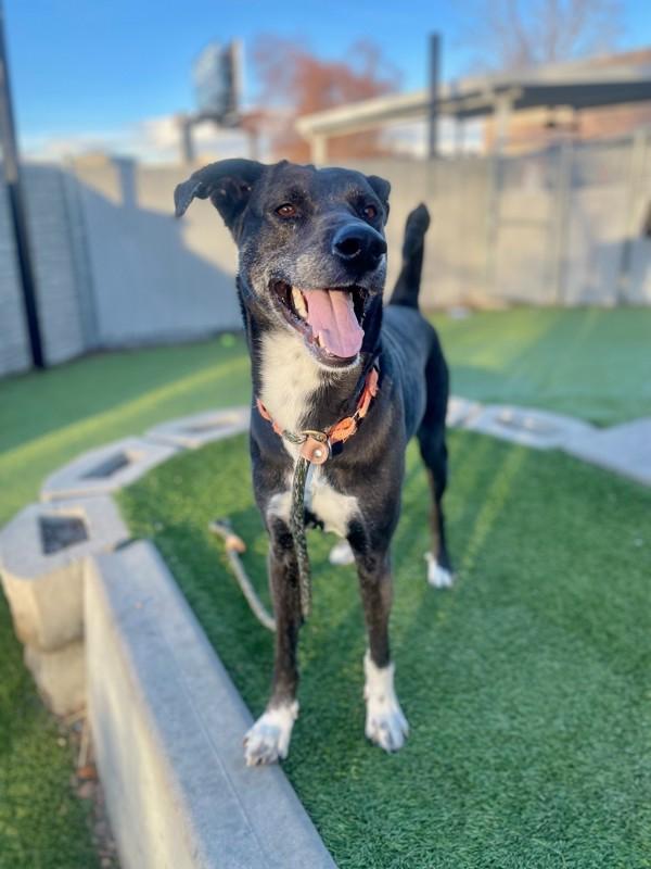 Koda, a Adoptable mixed breed in Salt Lake City, UT image 5/6