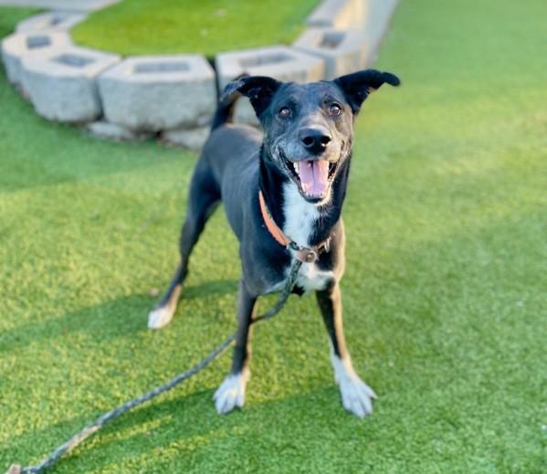 Koda, a Adoptable mixed breed in Salt Lake City, UT image 6/6