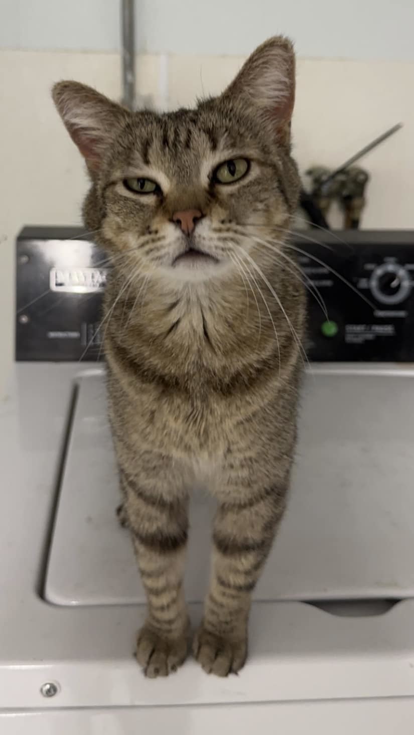 Feta, Adult Female Domestic Short Hair