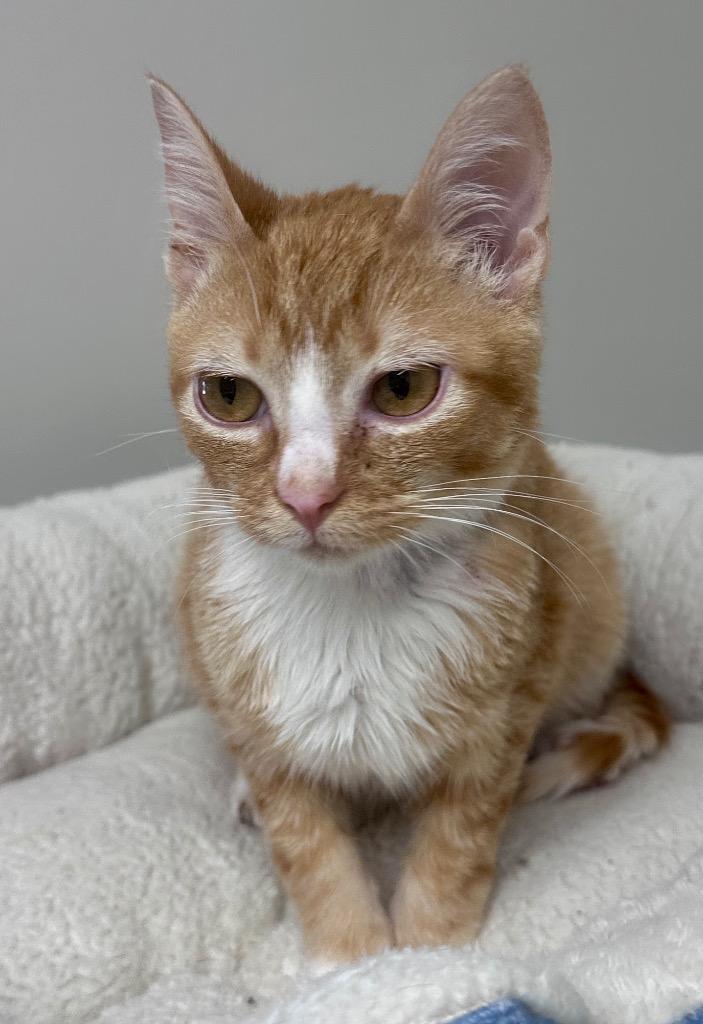 Enlarge Zander, a Adoptable mixed breed in Waynesville, MO image 1/3