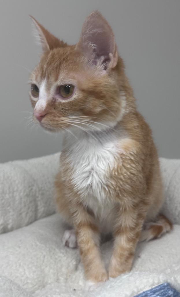 Enlarge Zander, a Adoptable mixed breed in Waynesville, MO image 2/3