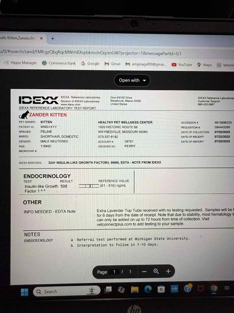 Enlarge Zander, a Adoptable mixed breed in Waynesville, MO image 3/3