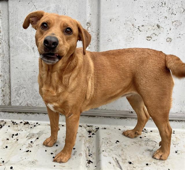 PRINCESS PEE, Adoptable, Adult Female Terrier & Labrador Retriever.