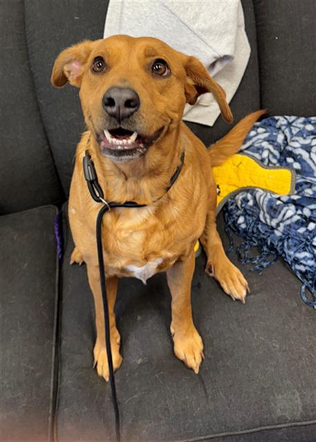 Enlarge PRINCESS PEE, a Adoptable mixed breed in Peoria, IL image 1/1