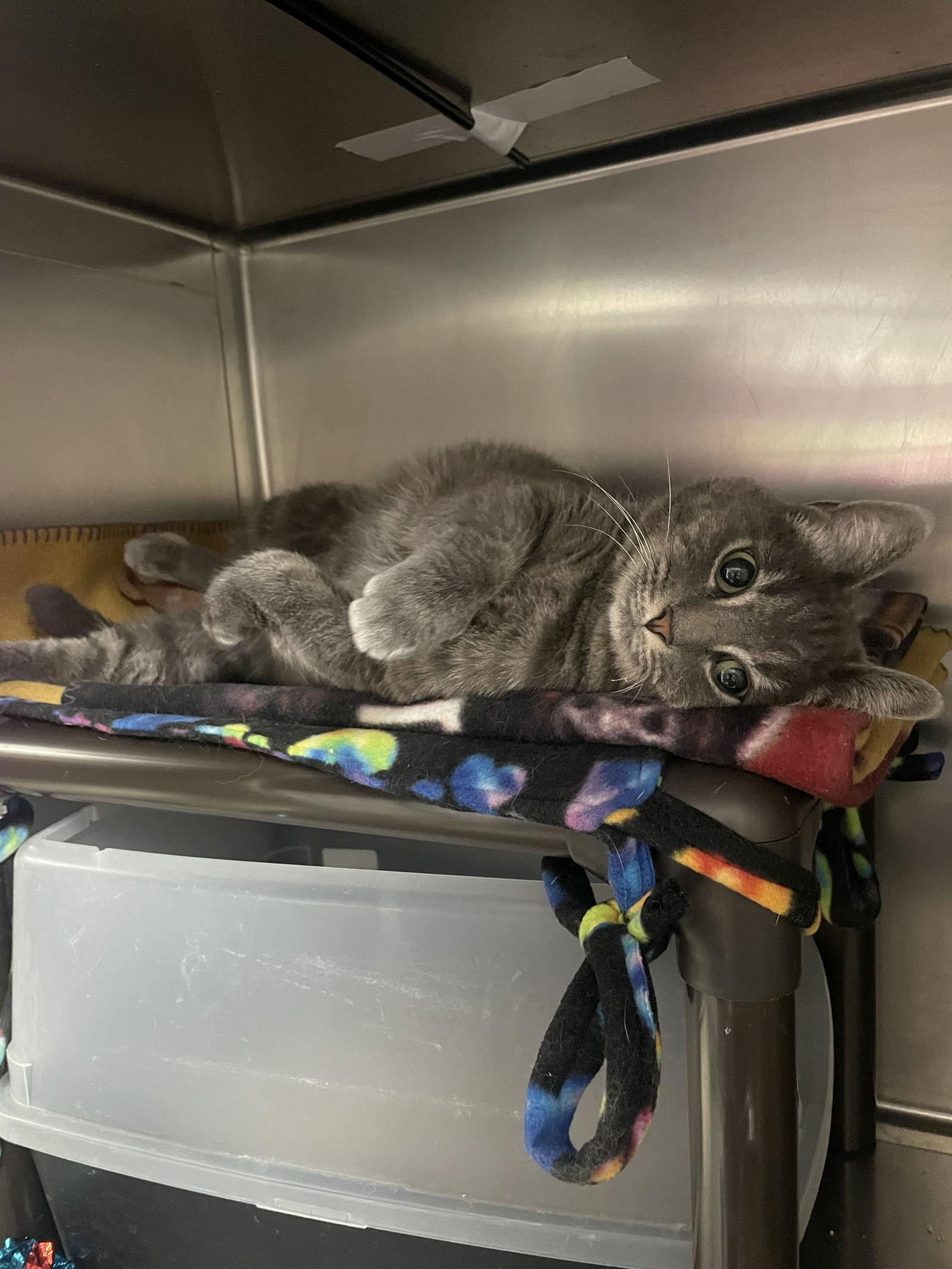 Radio, Adoptable, Young Female Domestic Short Hair & Tabby.