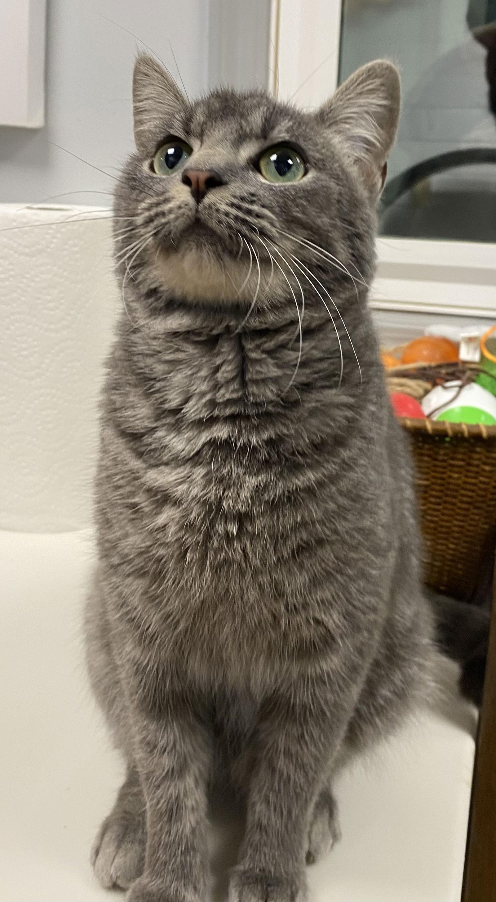 Enlarge Radio, a Adoptable mixed breed in Cedar Rapids, IA image 2/3
