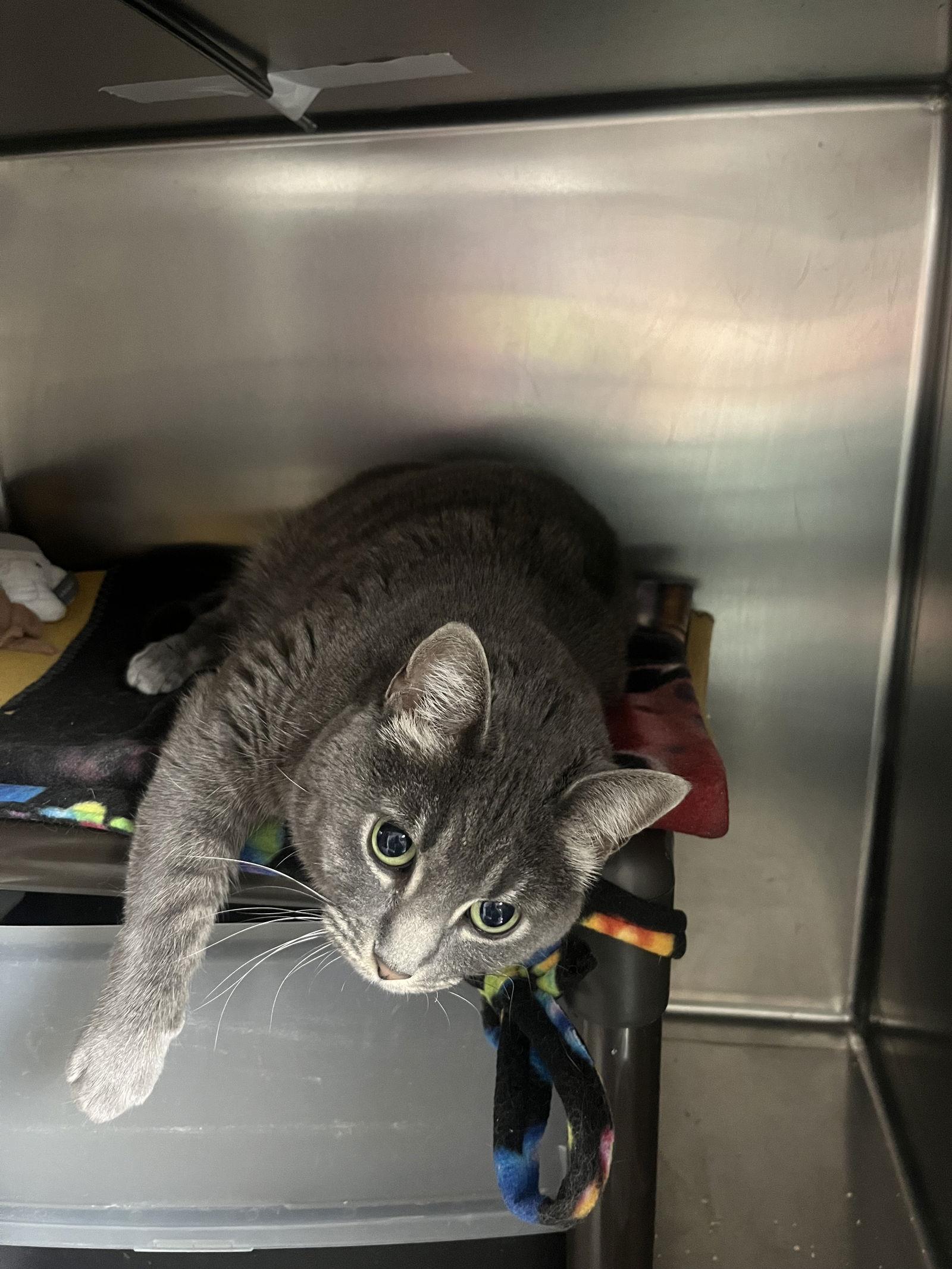 Enlarge Radio, a Adoptable mixed breed in Cedar Rapids, IA image 3/3