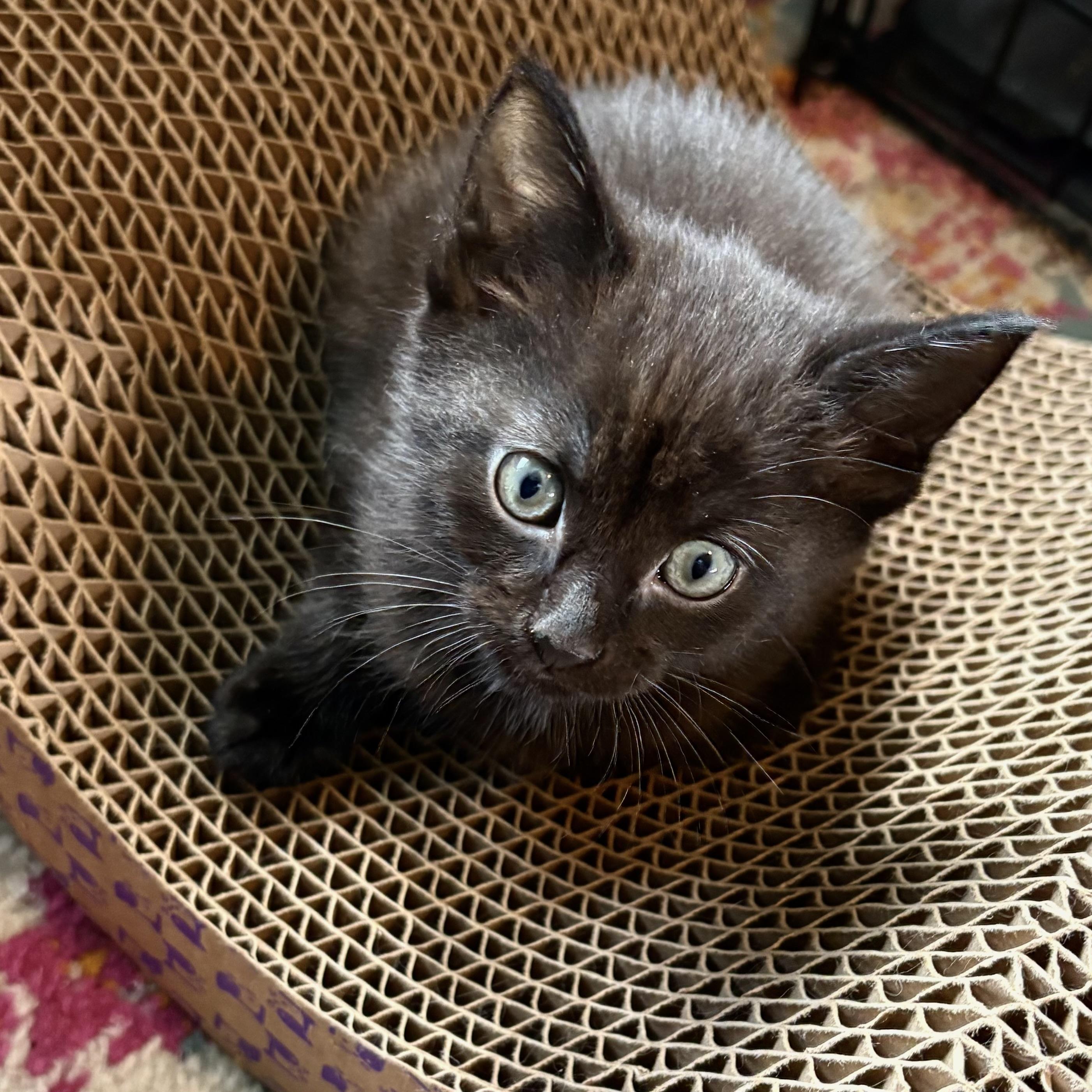 Enlarge Cancelled, an adopted Domestic Short Hair in Akron, OH image 1/1