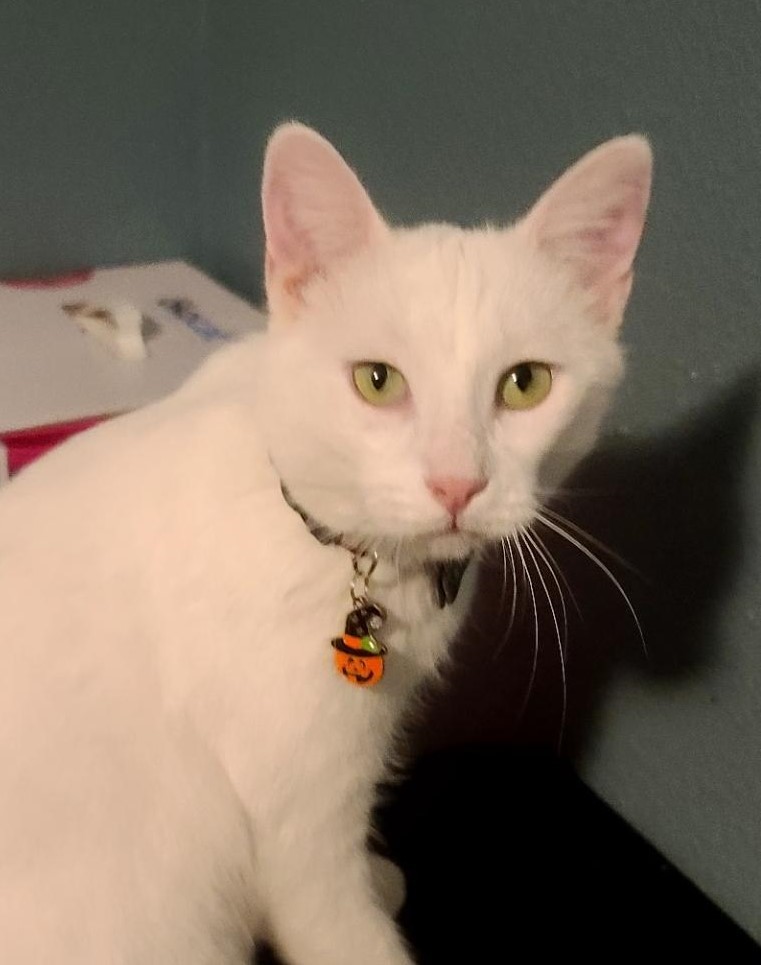 Evander, a Adoptable Domestic Short Hair in Las Cruces, NM image 1/4