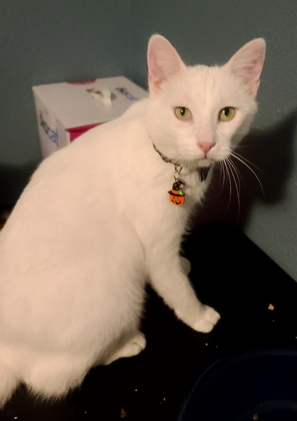 Evander, a Adoptable Domestic Short Hair in Las Cruces, NM image 2/4