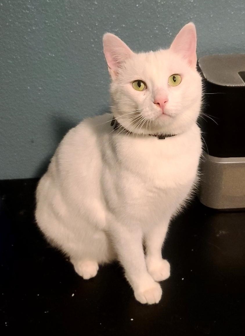 Evander, a Adoptable Domestic Short Hair in Las Cruces, NM image 4/4