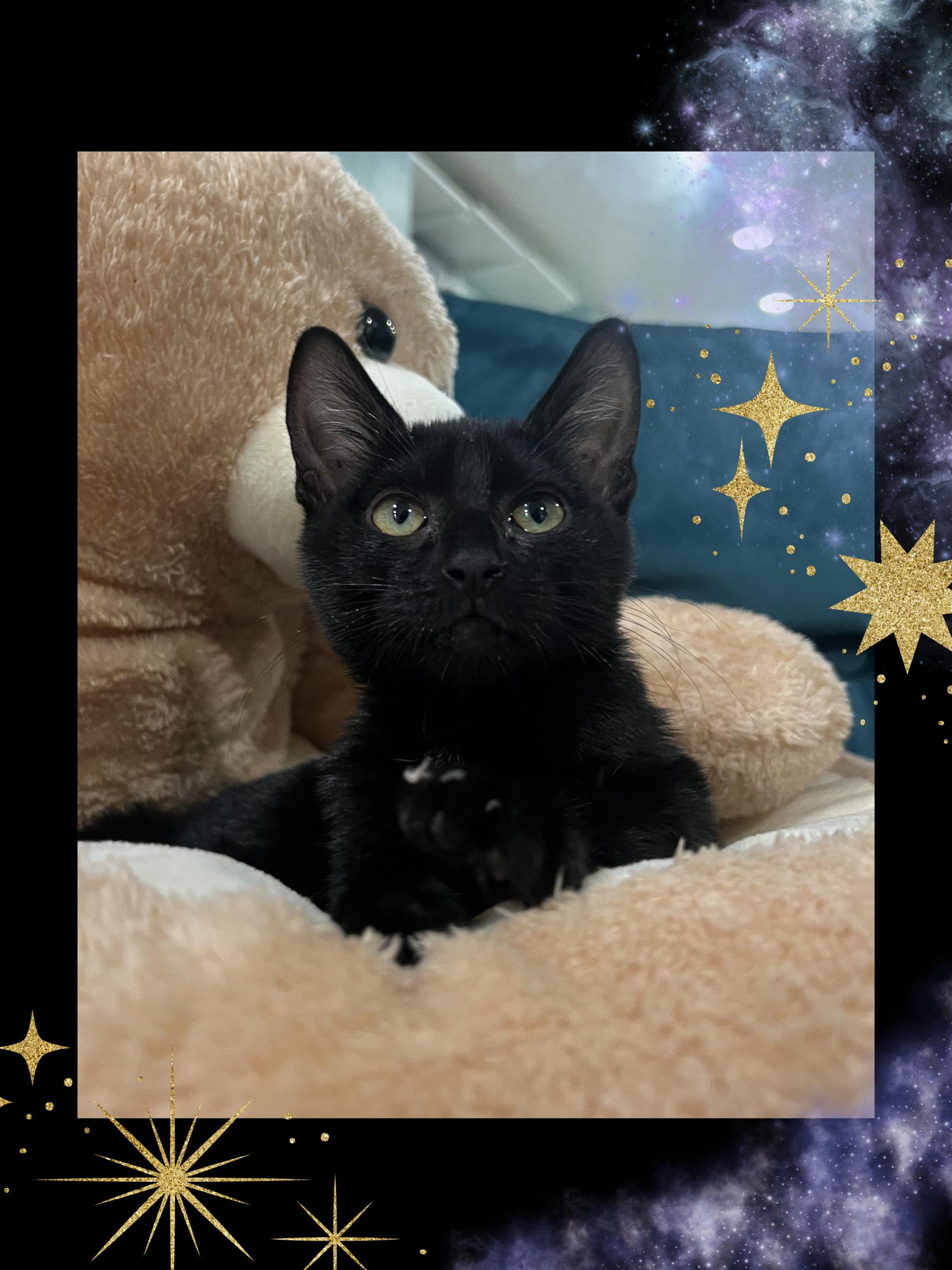 Rao, Adopted, Kitten Female Domestic Short Hair.