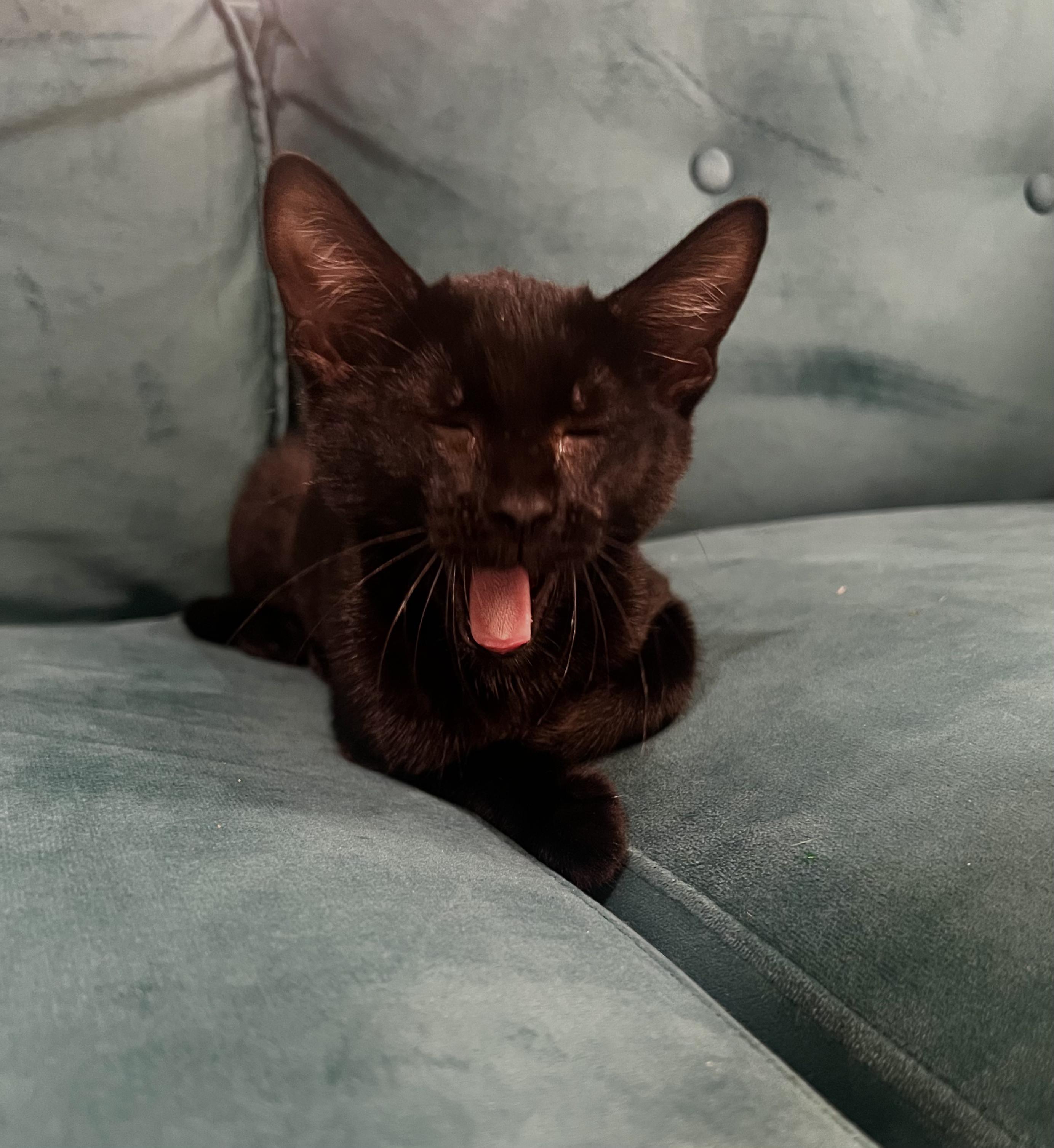 Enlarge Rao, a Adopted Domestic Short Hair in Wellesley, MA image 2/6