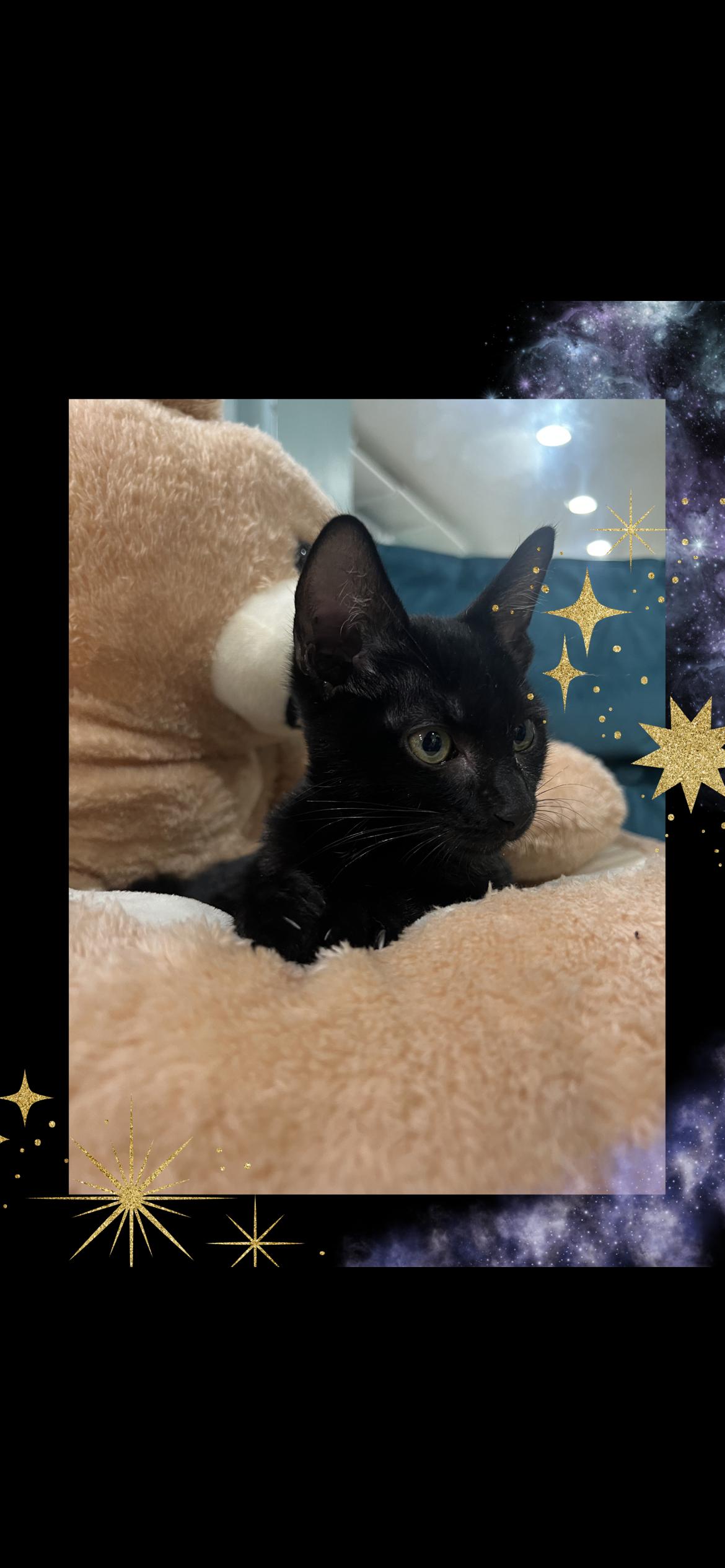 Enlarge Rao, a Adopted Domestic Short Hair in Wellesley, MA image 4/6