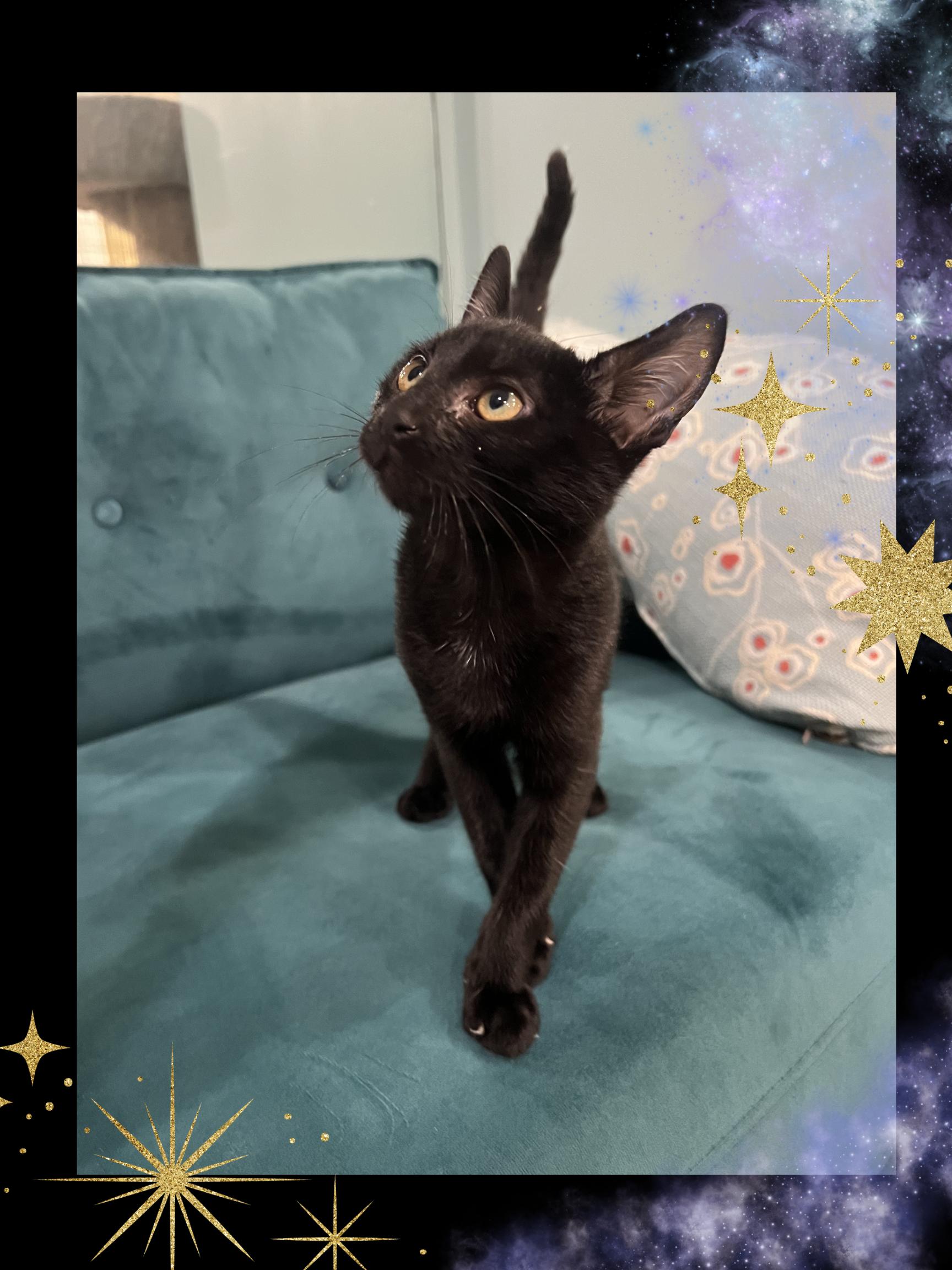 Enlarge Rao, a Adopted Domestic Short Hair in Wellesley, MA image 6/6